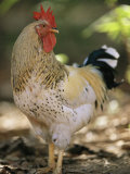 Close View of a Rooster