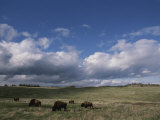 Bison Grazing on the Open Prairie in Custer State Park