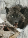 Gray Wolf Growls a Warning as It Feasts on a Deer