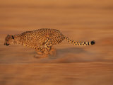 An African Cheetah Sprints Towards its Prey