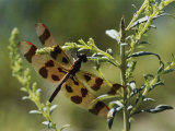 Skimmer Resting on a Weed with Wings Outstretched