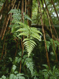 Wet Ferns in a Rain Forest Along the Hollyford Track