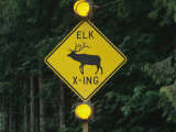 Worlds First Elk-Activated Crosswalk Sign in Sequim  Washington