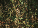 A White-Tailed Deer Doe Peeking from a Briar Patch