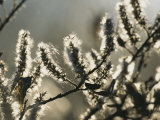 A Close View of Catkins of a Willow Shrub Near the Mackenzie River