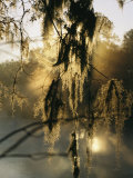 Spanish Moss Hanging from a Tree Branch in Afternoon Light