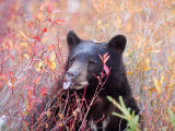 A Black Bear Eats a Blueberry While Adding Weight for Hibernation