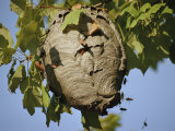 A Close View of a Very Active Wasp Nest