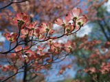 Pink Dogwoods in Bloom