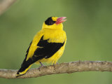 Golden Oriole Sitting on a Tree Branch