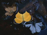 Two Migratory Butterflies Floating on the Surface of a Pool of Water