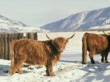 West Highland Cattle