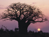 A Silhouetted Baobab Tree at Sunset