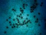 Sea Stars at Gordons Rocks