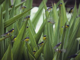 A Flock of Bananaquit Birds Perched on Aloe Leaves