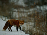 Red Fox in the Snow