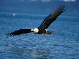 American Bald Eagle