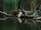 An Old Tree Stump Recalls Days Past When White Cedar Forests Grew in the Shallow Water