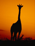A Giraffe at Sunset in Chobe National Park