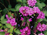 A Purple Passion Butterfly Lands on Pink Flowers