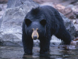 A Grizzly Bear Walks into a Pool