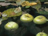 Apples Floating in a Pond