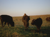 Bison Grazing in the Tallgrass Prairie Preserve in the Osage Hills