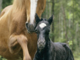 Wild Horse with a Newborn Foal