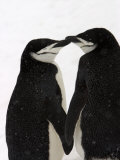 A Pair of Chinstrap Penguins in a Courtship Cuddle