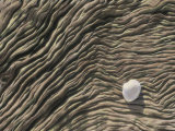 A Seashell Lies on a Deeply Grooved Piece of Driftwood