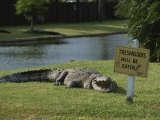An American Alligator on a Lawn Next to a Humorous Warning Sign