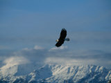An American Bald Eagle Soars Through the Sky