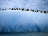 Chinstrap Penguins Lined up Along a Blue Iceberg