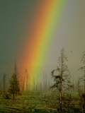 A Brilliantly Colored Rainbow Ends in a Barren Forest in the Madison River Valley