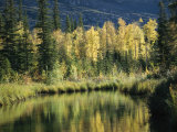 Birch and Spruce Trees are Reflected in Cli Lake