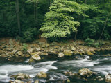 The Savage River Flows Swiftly over Rocks in a Wooded Area