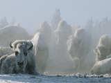 A Frost-Covered Herd of American Bison Brave the Freezing Winter Weather