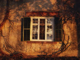 Bare Vines Twine Around a Window Bathed in Golden Light