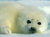 A Newborn Harp Seal Pup in a Thin White Coat Stares Directly at the Camera