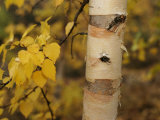 A Birch Tree Yellowed by the Autumn Season