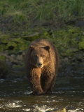 A Serious Looking Brown Bear Crossing a Stream