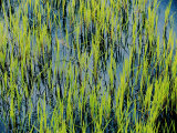 Grass Growing in the Water Creates an Abstract Pattern