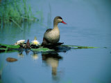 Red-Billed Duck Standing on Lotus Leaves in a Pond