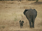 A Juvenile African Elephant and its Parent Walk off into the Savanna