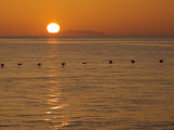 A Flock of Brown Pelicans Flying Low over the Water at Sunset
