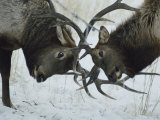 Two Bull Elk Lock Antlers in Confrontation