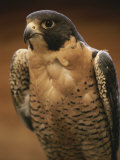 A Portrait of a Peregrine Falcon  Falco Peregrinus