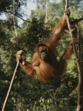 An Orangutan Swings on Jungle Vines