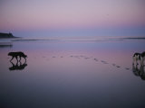 Two Dogs on the Beach at Twilight Walk in Opposite Directions