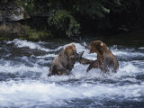 A Pair of Grizzly Bears (Ursus Arctos Horribilis) Fight as They Catch Fish in the Brooks River